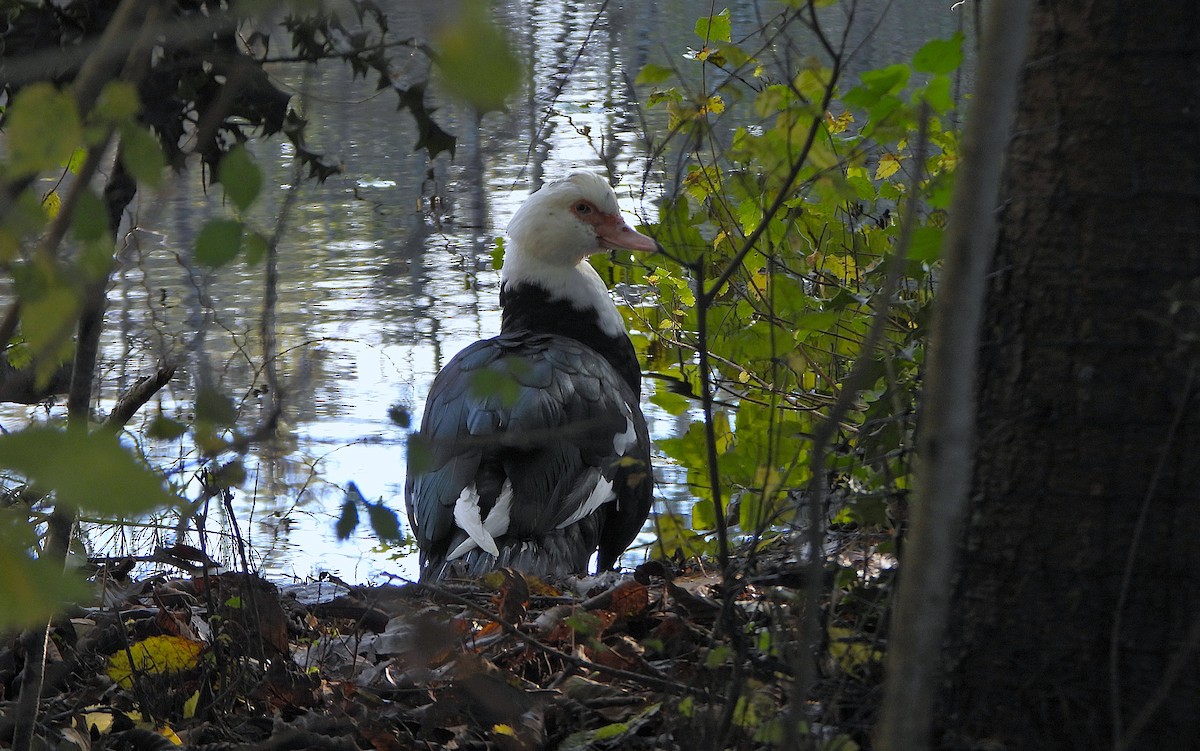 Muscovy Duck (Domestic type) - ML646215762