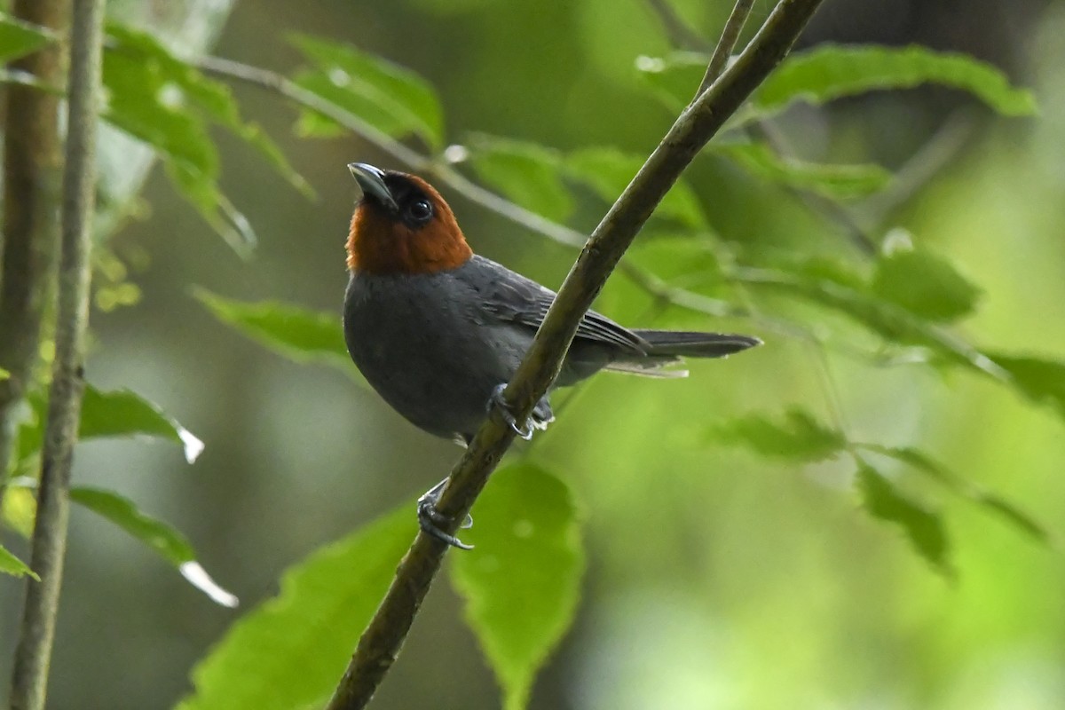 Chestnut-headed Tanager - ML646215763