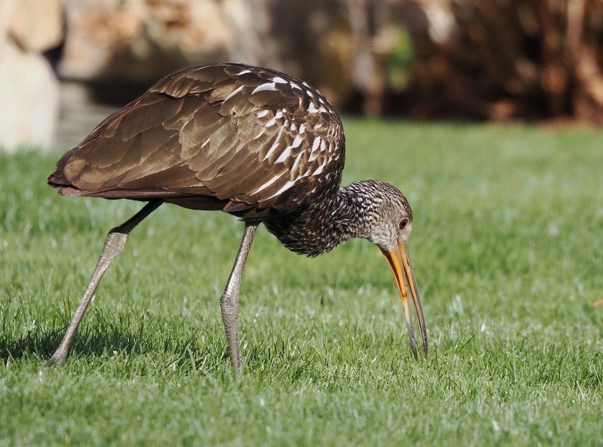 Limpkin - ML646215769