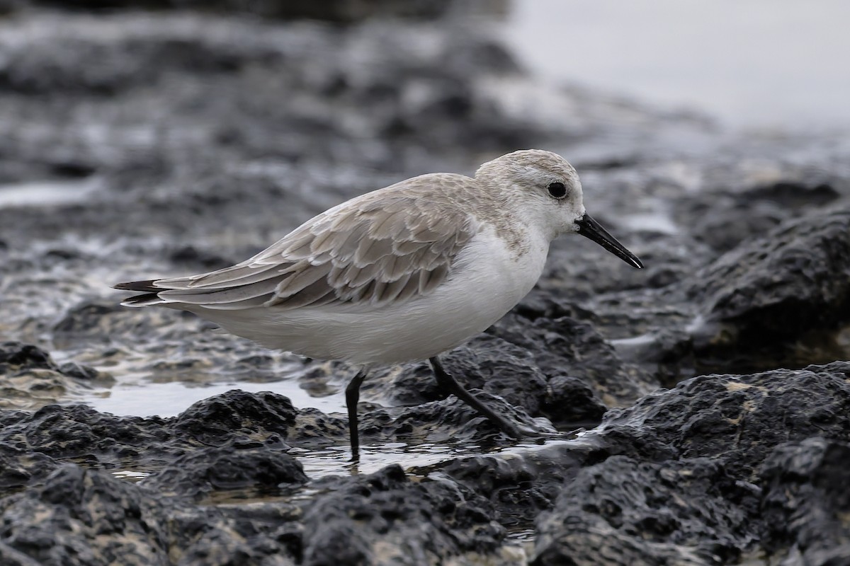 Txirri zuria - ML646215770