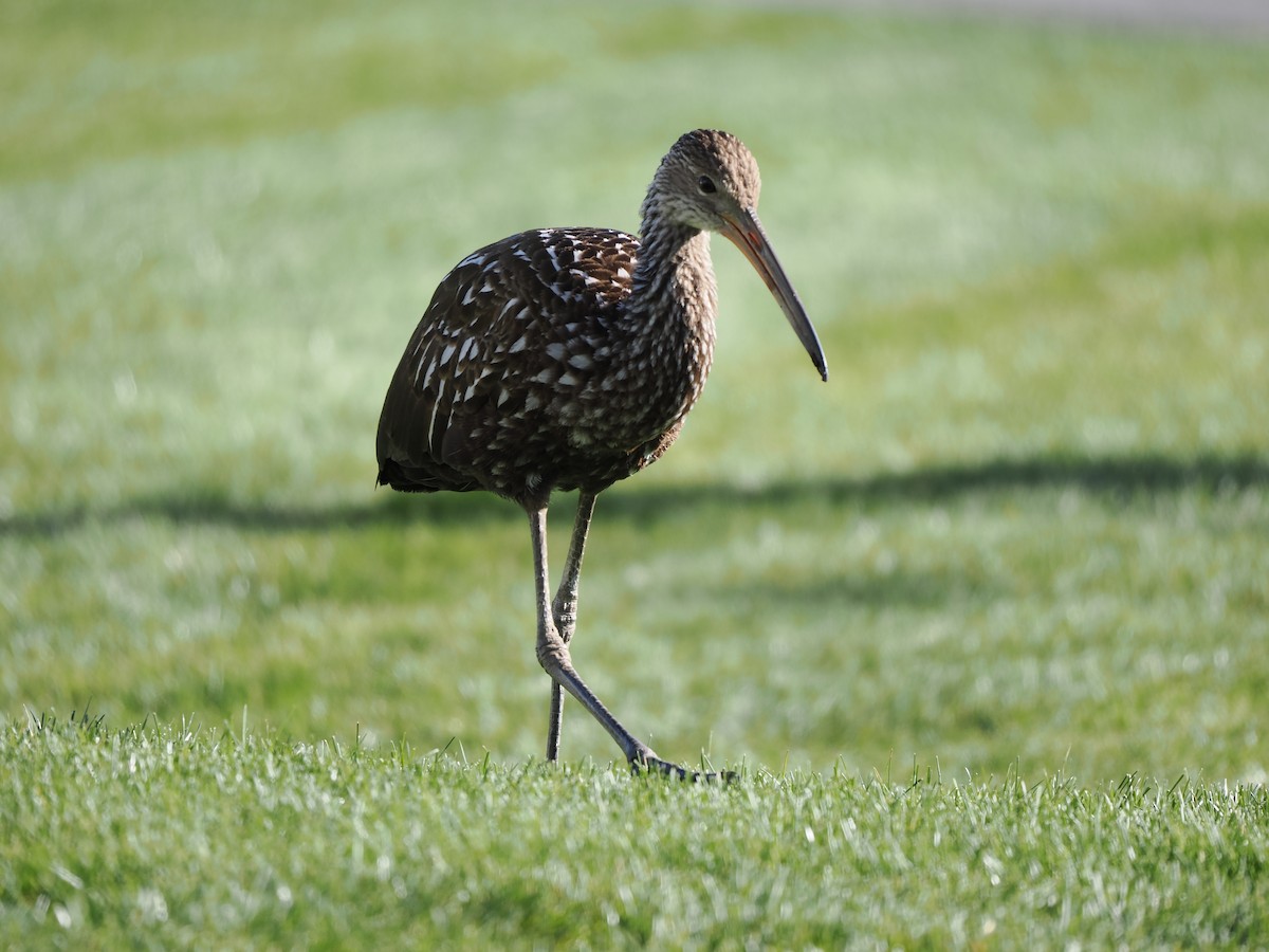 Limpkin - ML646215775