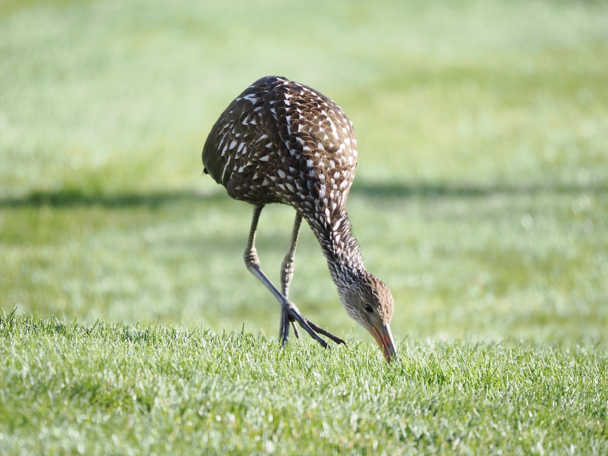 Limpkin - ML646215776