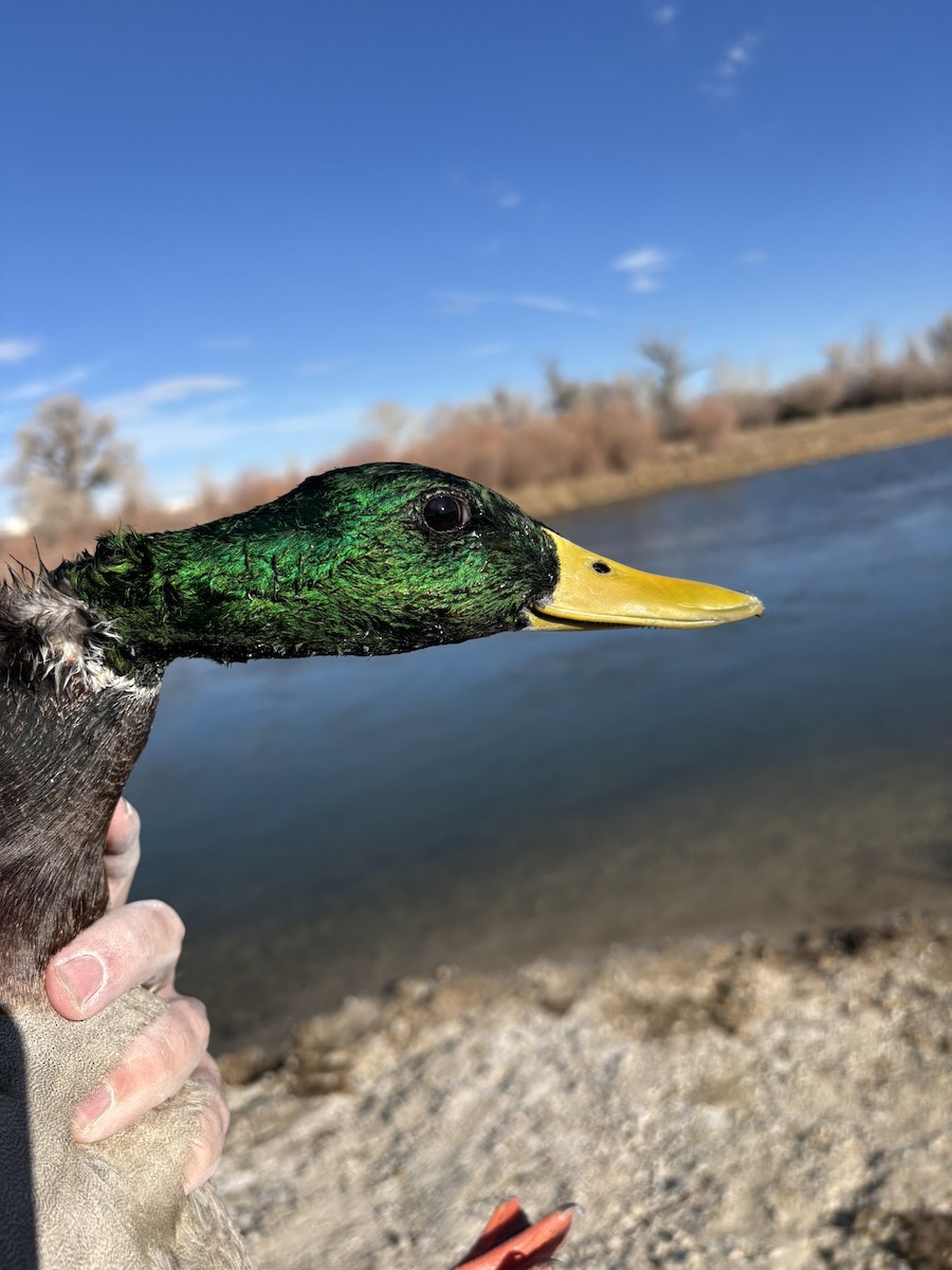 Mallard - ML646215777