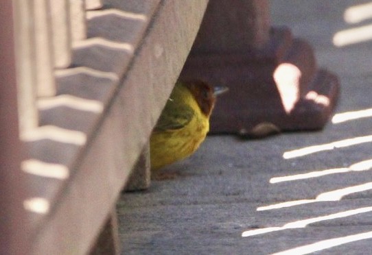 Mangrove Yellow Warbler - ML646215778