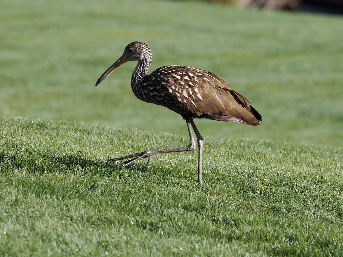 Limpkin - ML646215779