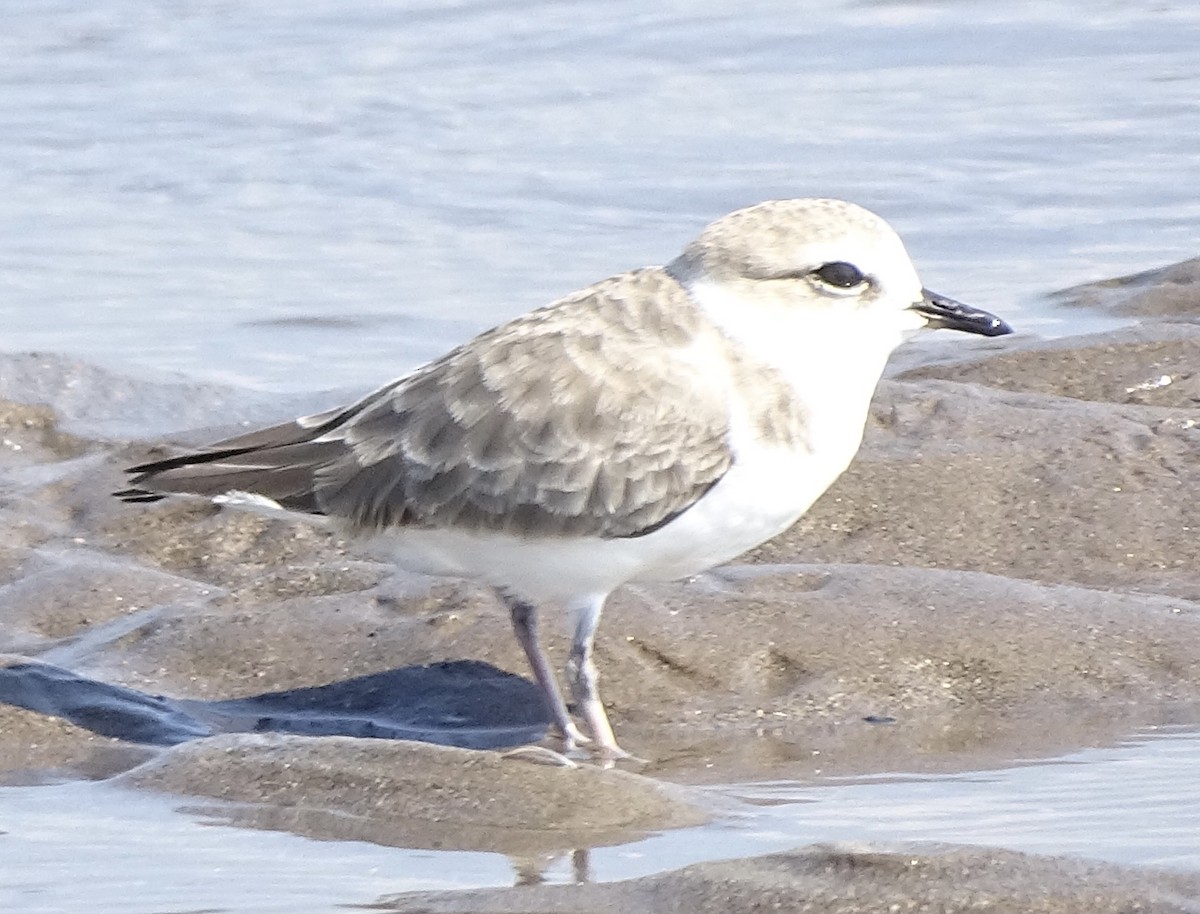 Snowy Plover - ML646215780