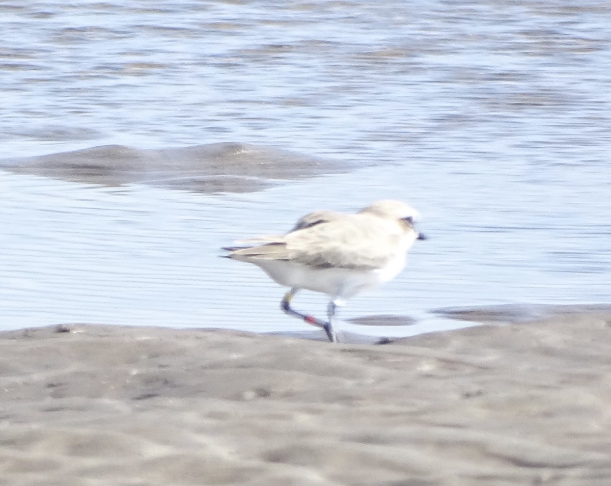 Snowy Plover - ML646215781
