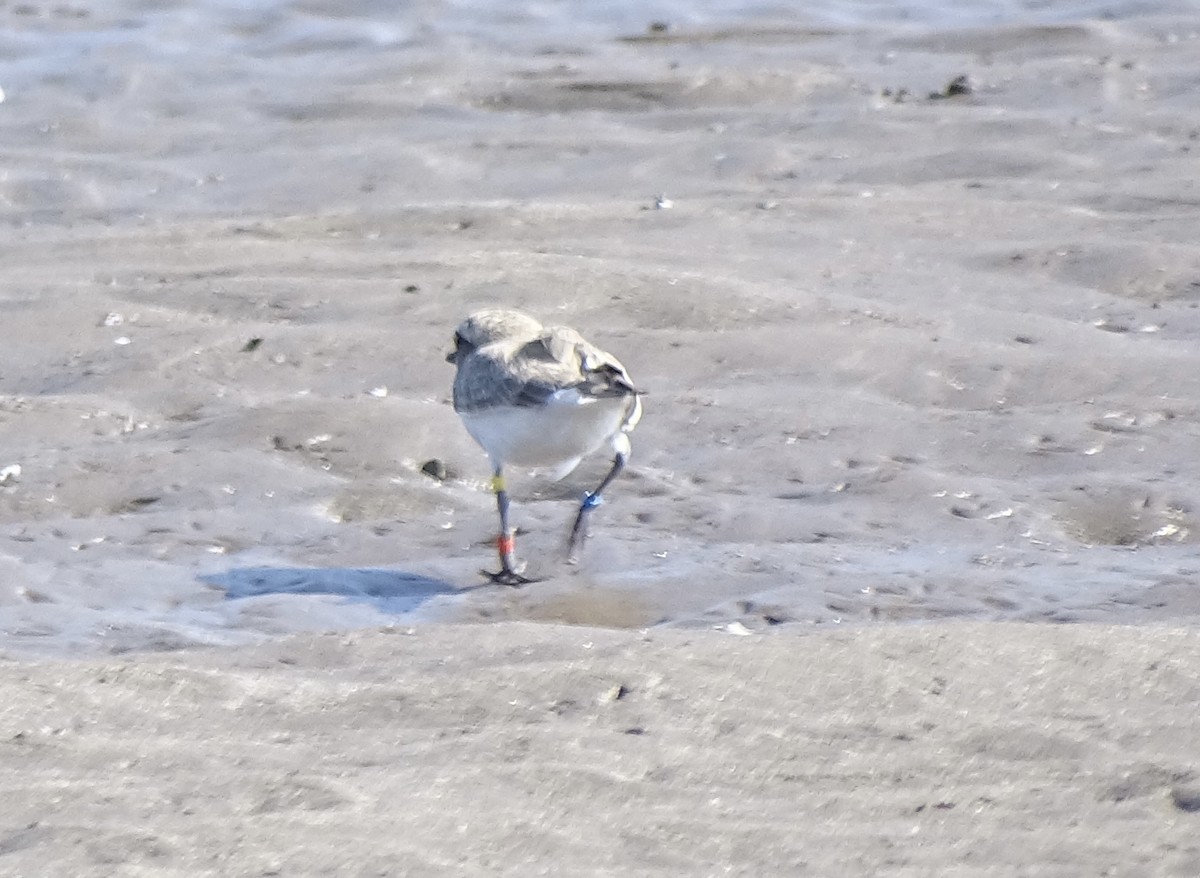 Snowy Plover - ML646215782