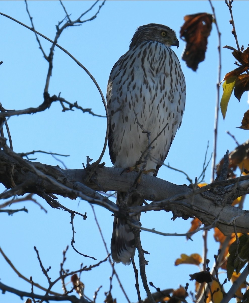 Cooper's Hawk - ML646215784