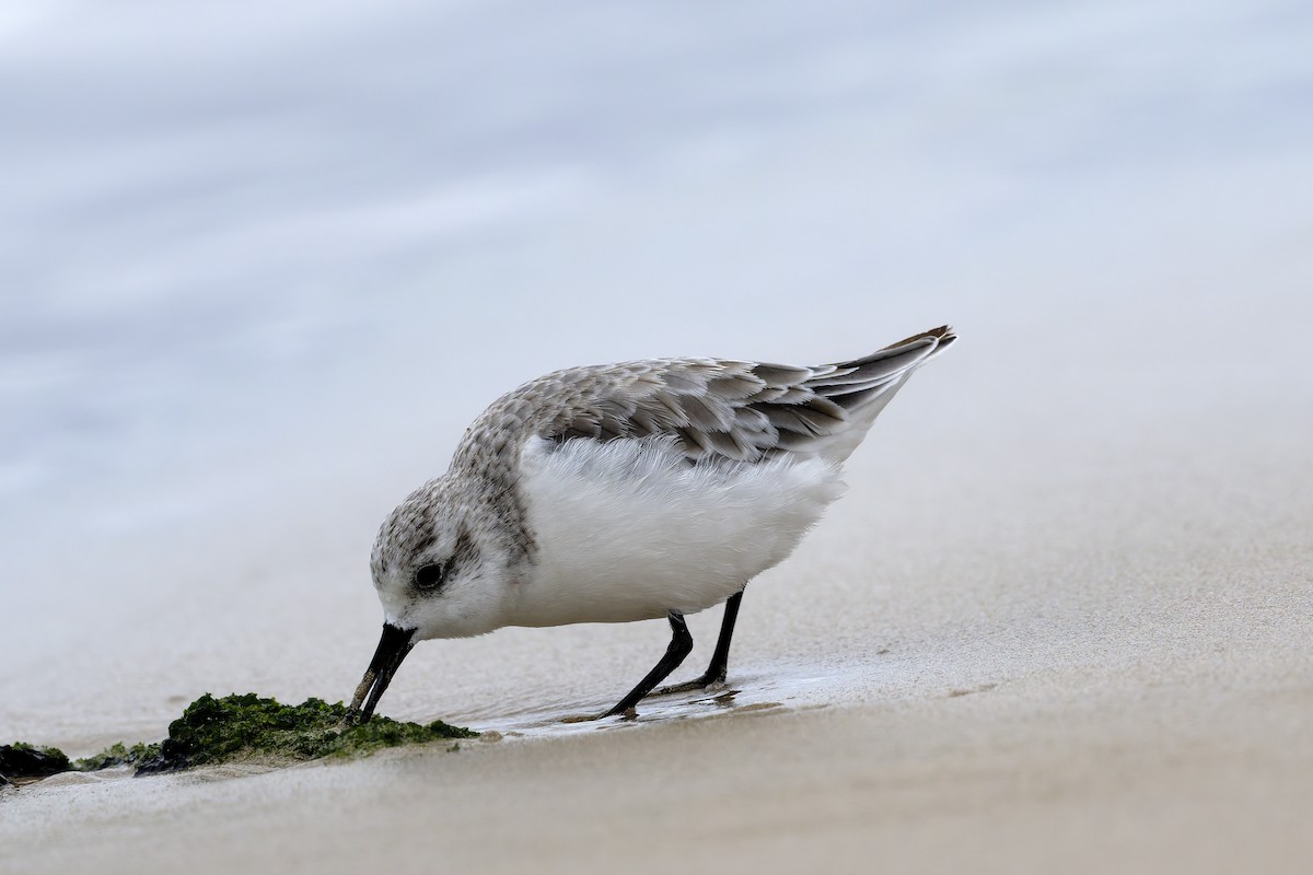 Txirri zuria - ML646215785