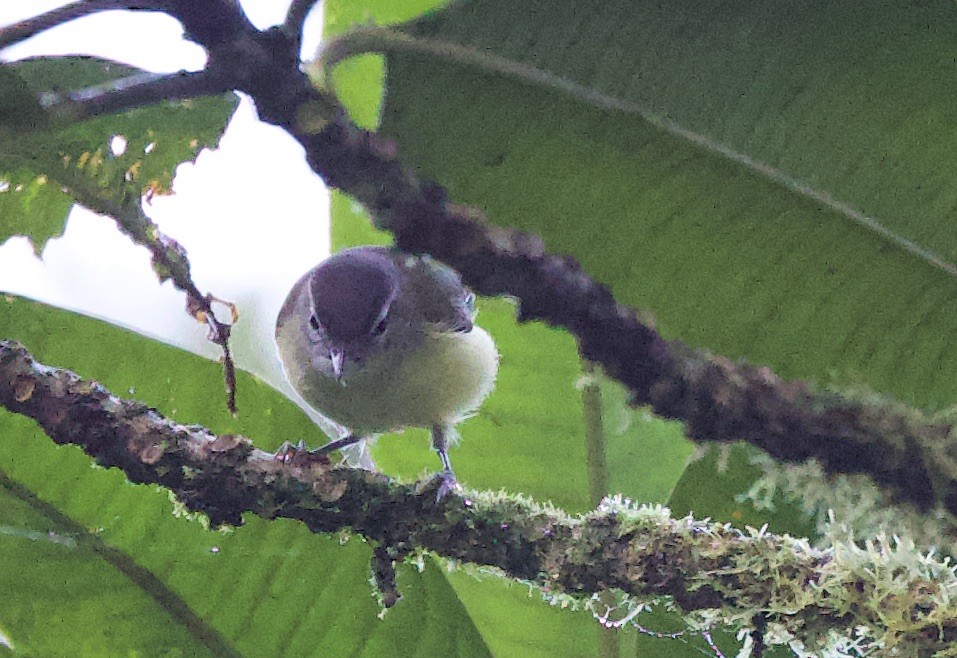Brown-capped Vireo - ML646215787