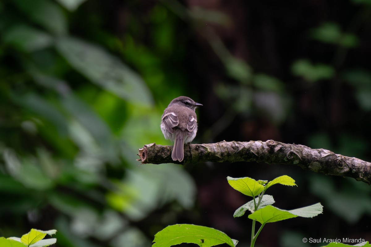 Mouse-gray Flycatcher - ML646215788