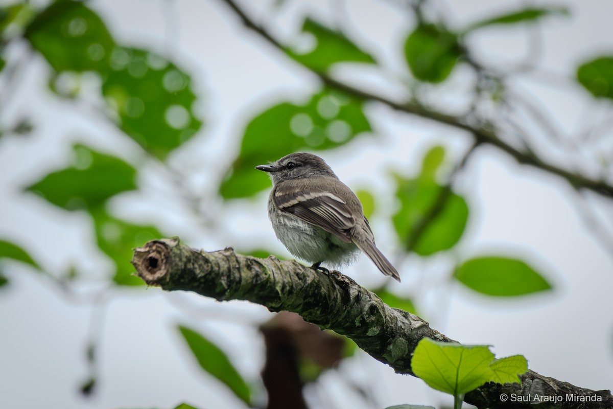 Mouse-gray Flycatcher - ML646215789