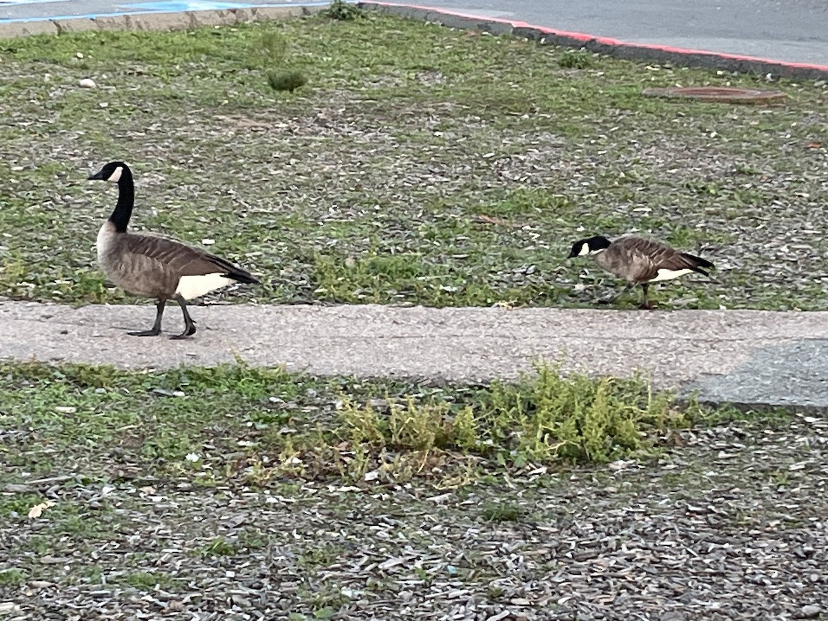 Cackling Goose (Aleutian) - ML646215790