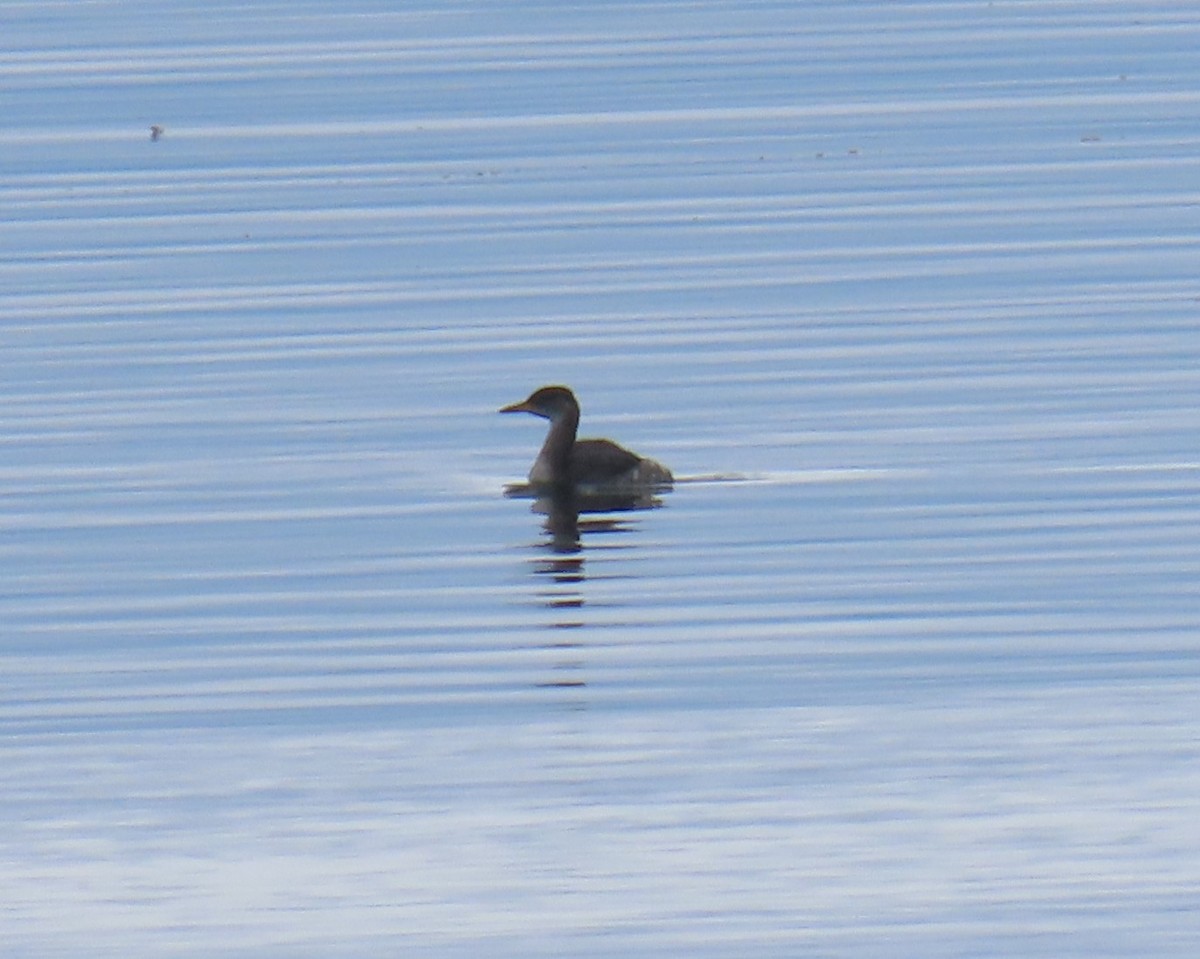 Red-necked Grebe - ML646215791