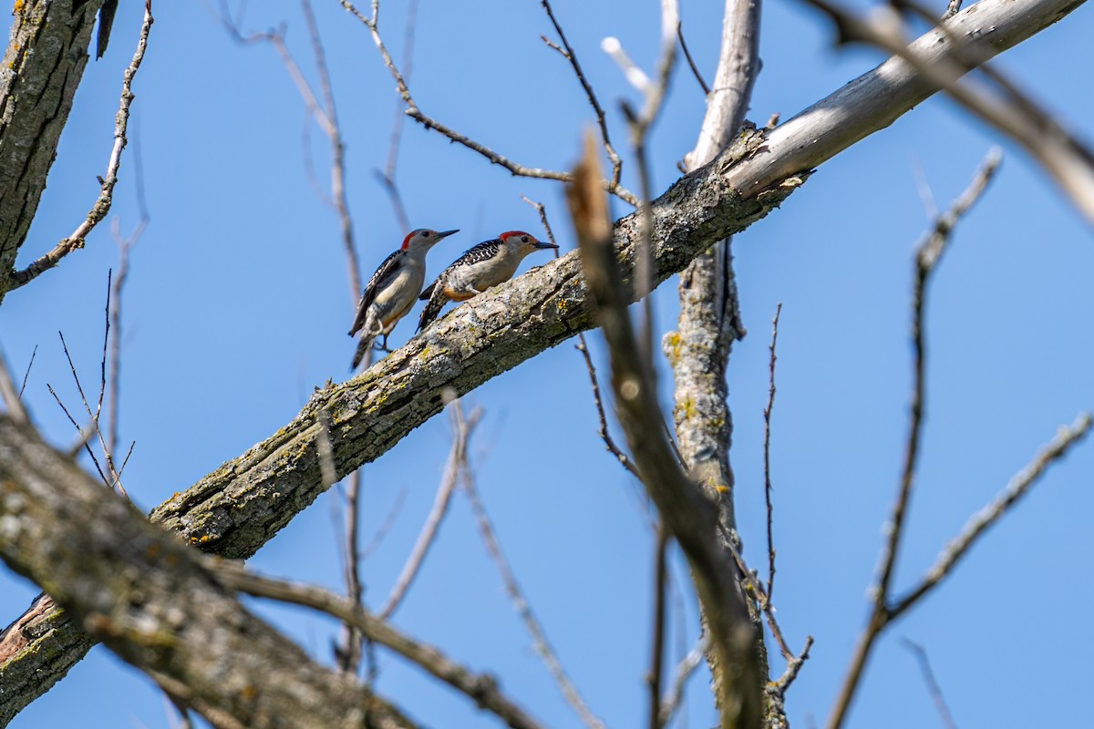 Red-bellied Woodpecker - ML646215793