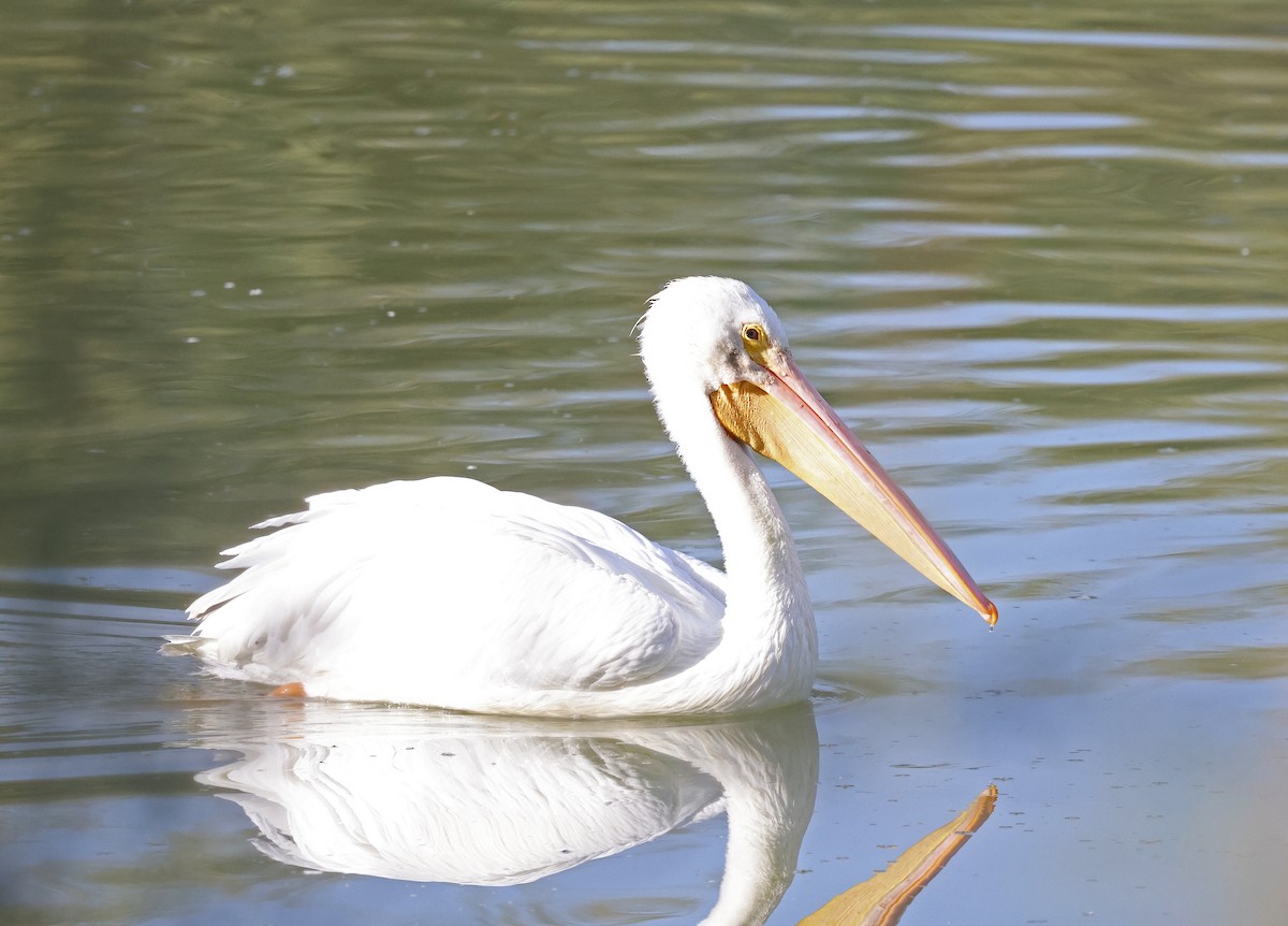 Amerika Pelikanı - ML646215794