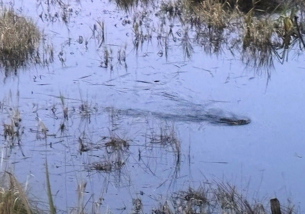 Muskrat - ML646215796