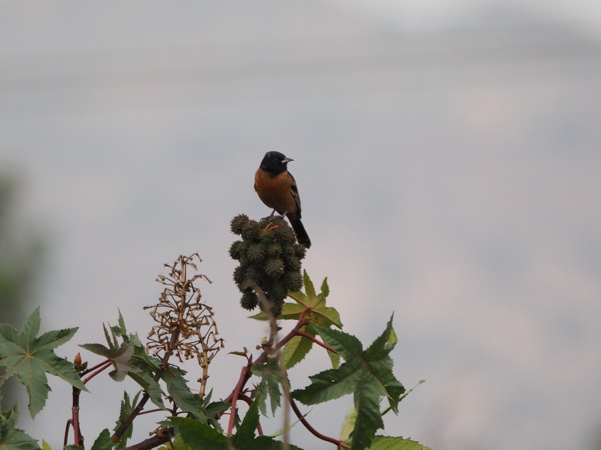 Orchard Oriole (Orchard) - ML646215797