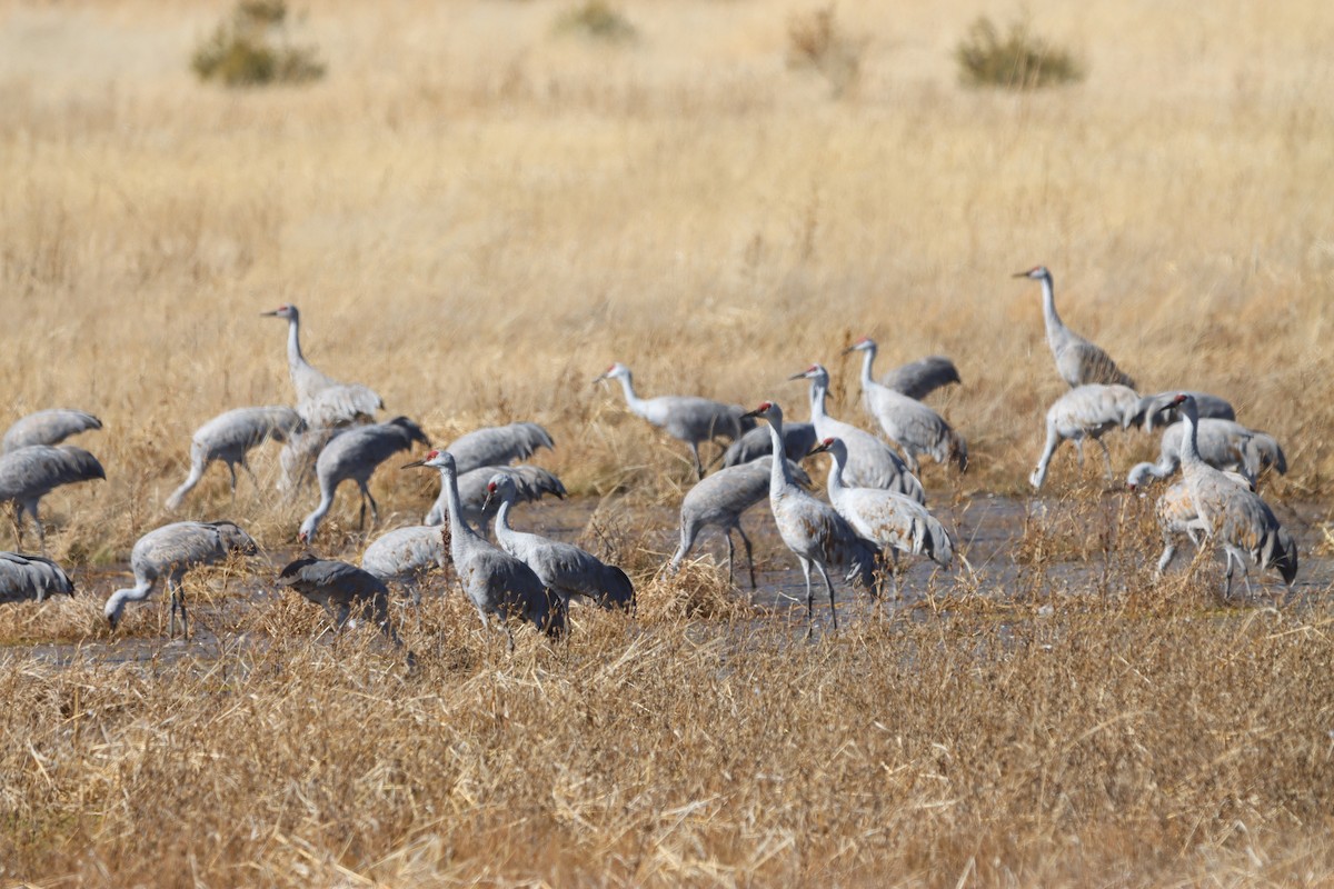 jeřáb kanadský - ML646215798