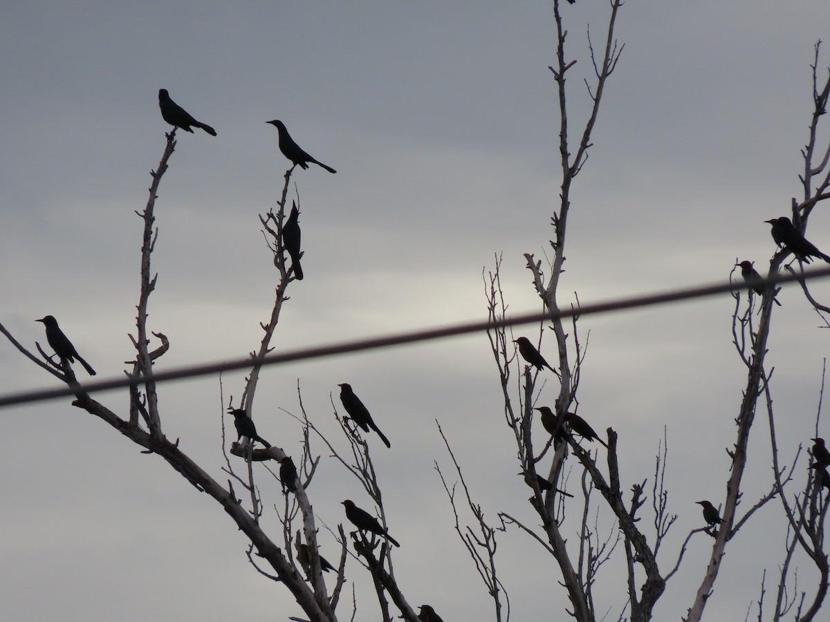 キタオナガクロムクドリモドキ - ML646215799