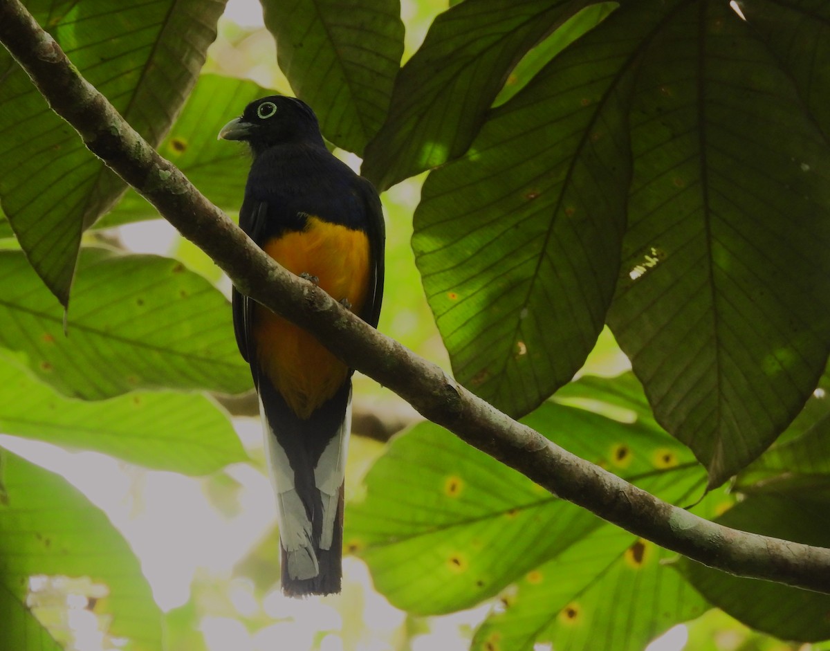 ハグロキヌバネドリ - ML646215800