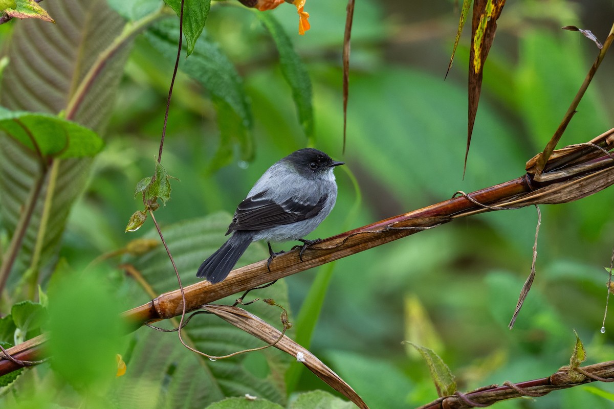 Torrent Tyrannulet - ML646215803