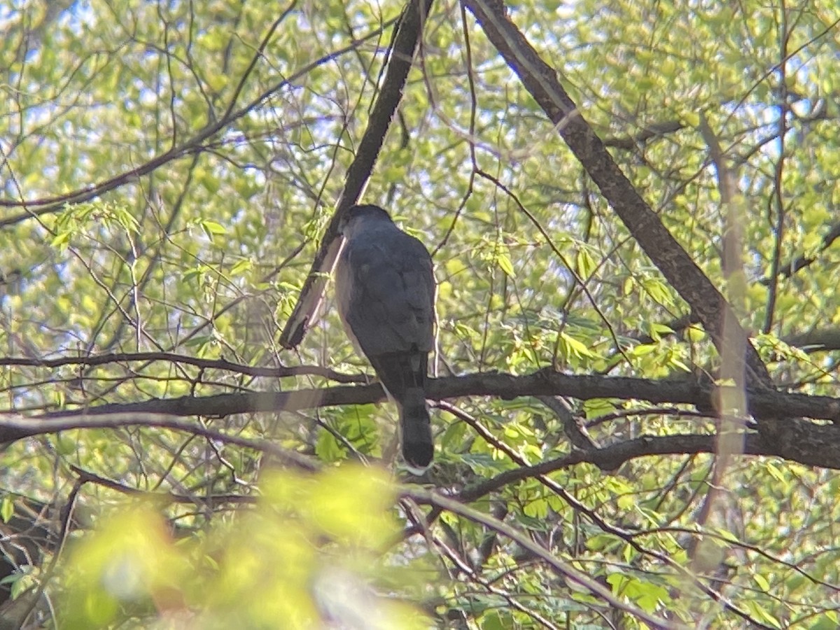 Cooper's Hawk - ML646215806
