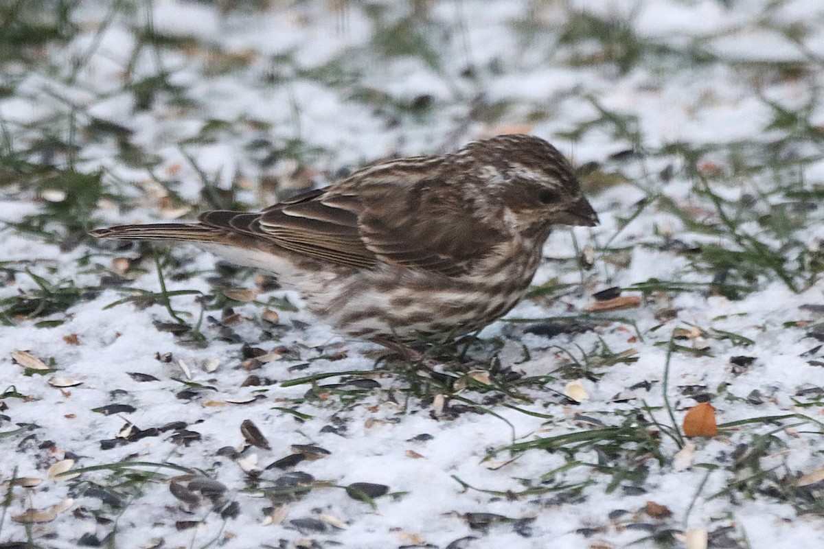 Purple Finch - ML646215808