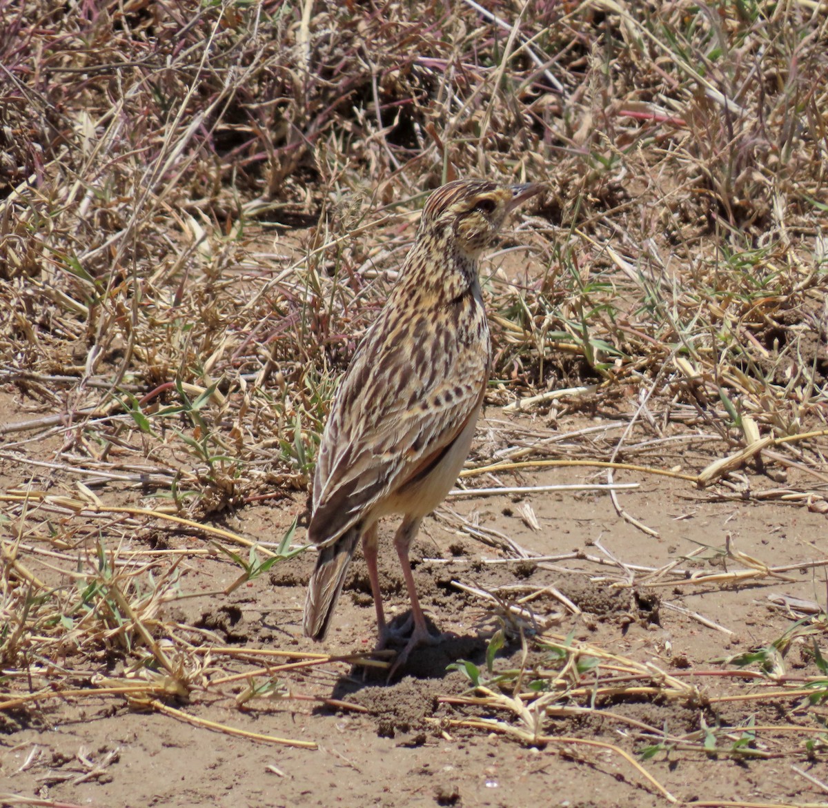 Flappet Lark - ML646215828