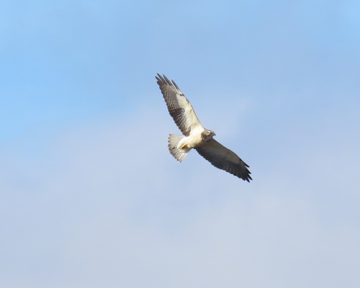 Swainson's Hawk - ML646215831