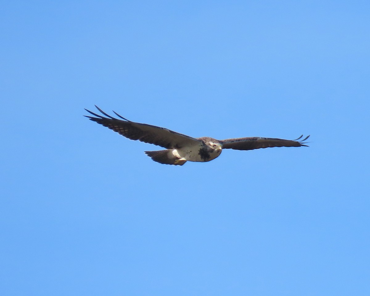 Swainson's Hawk - ML646215832