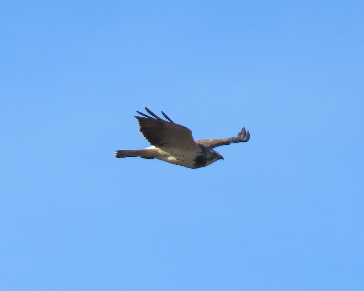 Swainson's Hawk - ML646215833