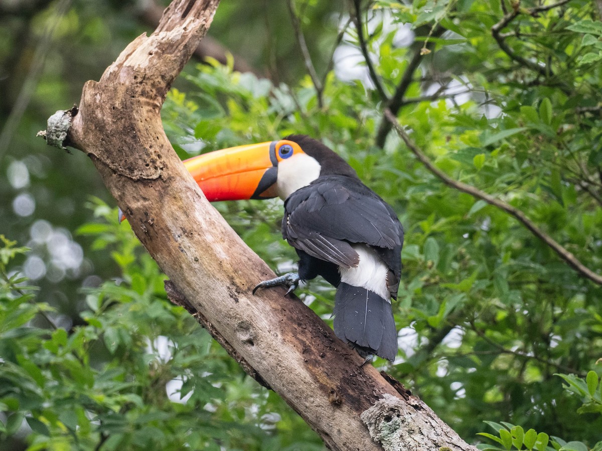 Toco Toucan - ML646215835