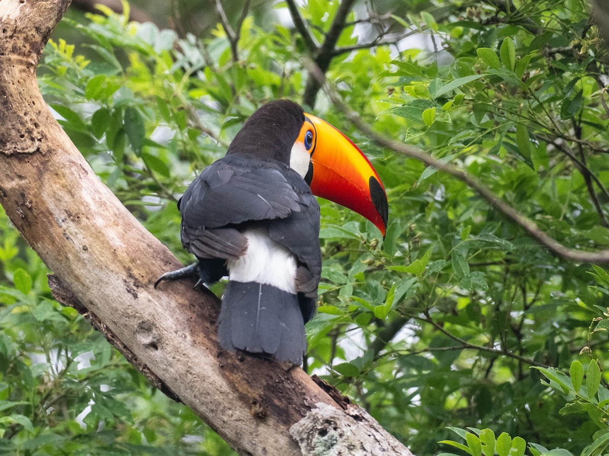 Toco Toucan - ML646215836