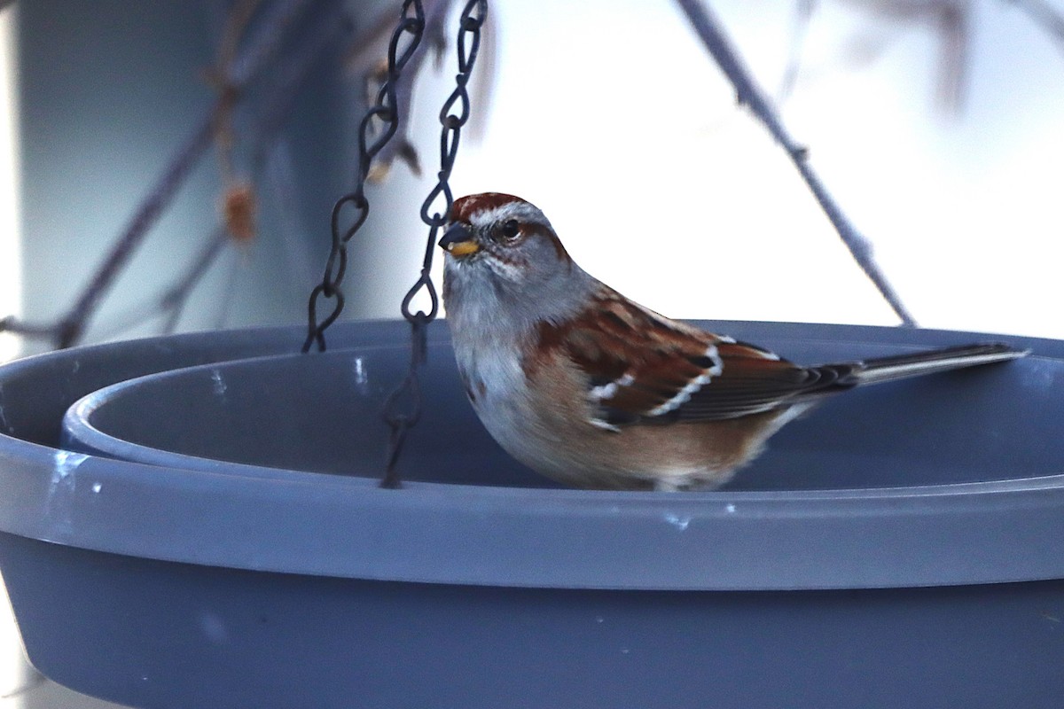 Hudson Körfezi Serçesi - ML646215837