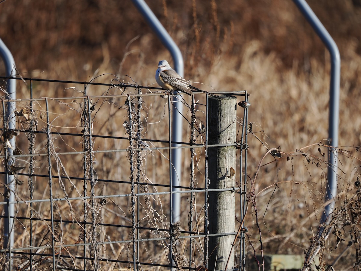 Scissor-tailed Flycatcher - ML646215841