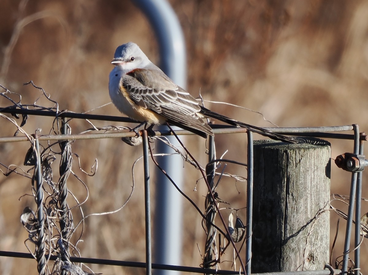 Scissor-tailed Flycatcher - ML646215843