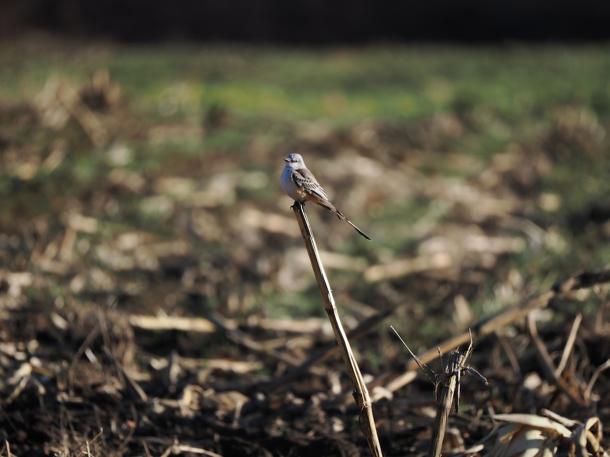Scissor-tailed Flycatcher - ML646215845