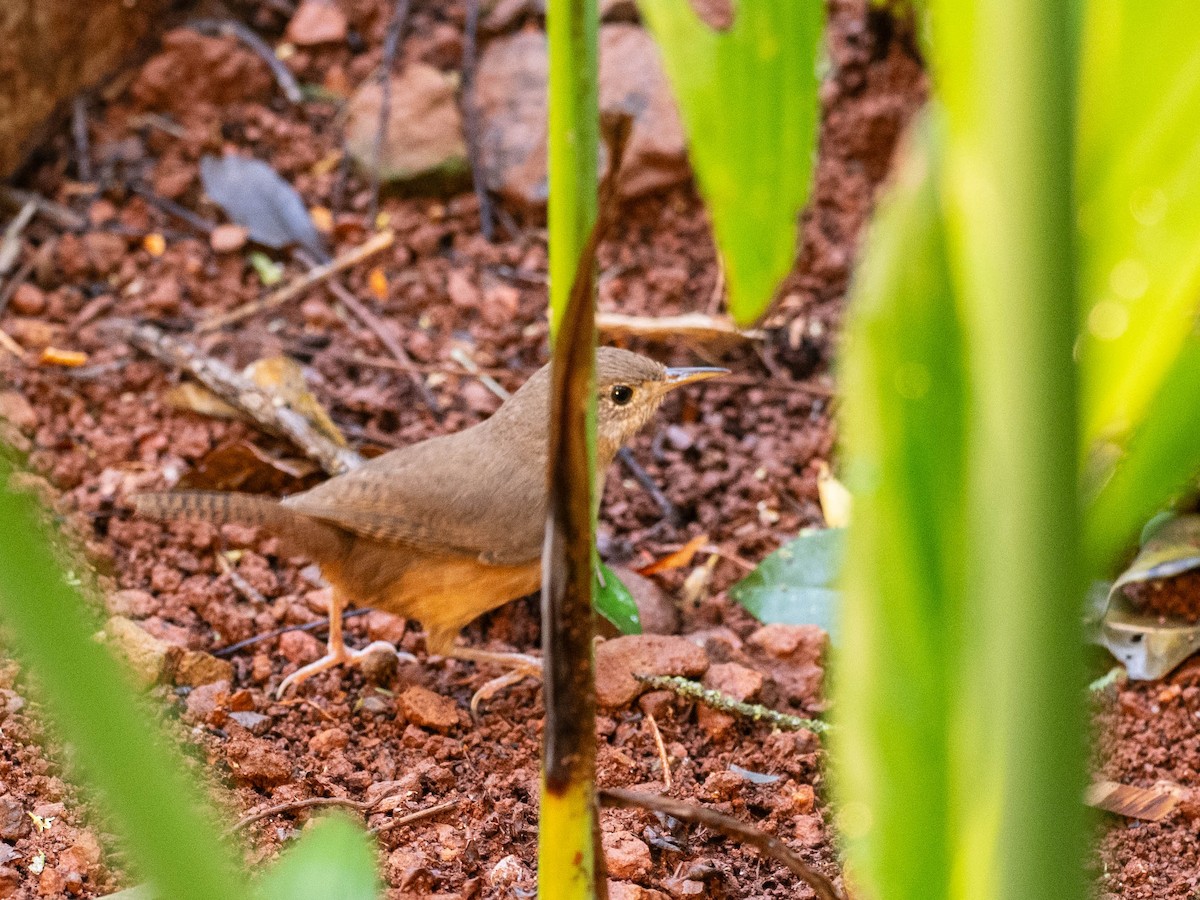 Southern House Wren - ML646215847