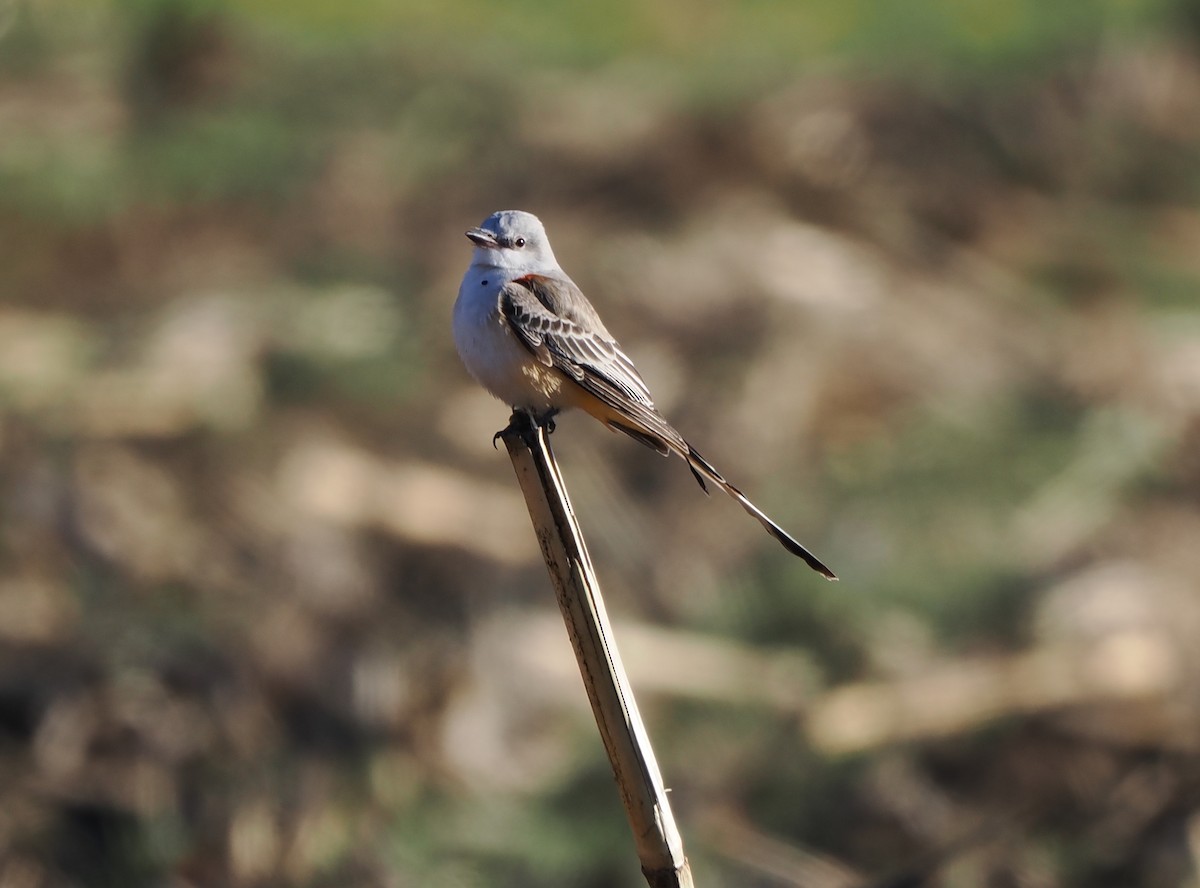 Scissor-tailed Flycatcher - ML646215850