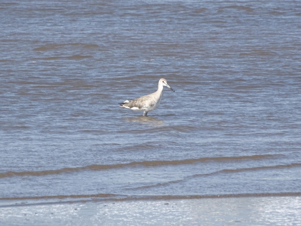 Willet - ML646215851