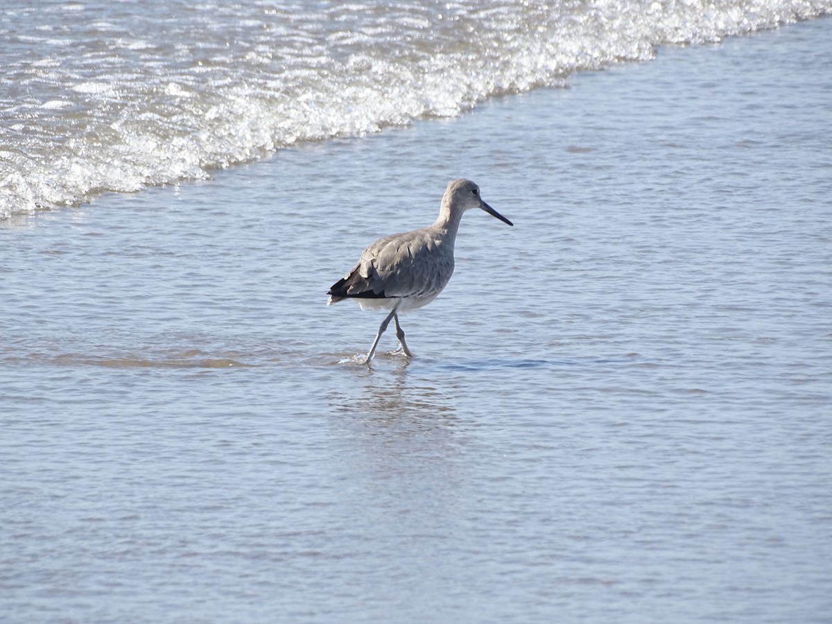 Willet - ML646215852