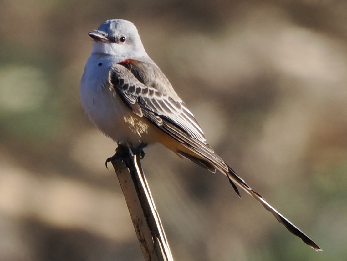 Scissor-tailed Flycatcher - ML646215855