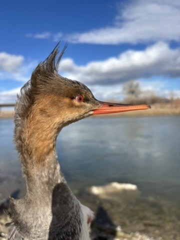 Red-breasted Merganser - ML646215858