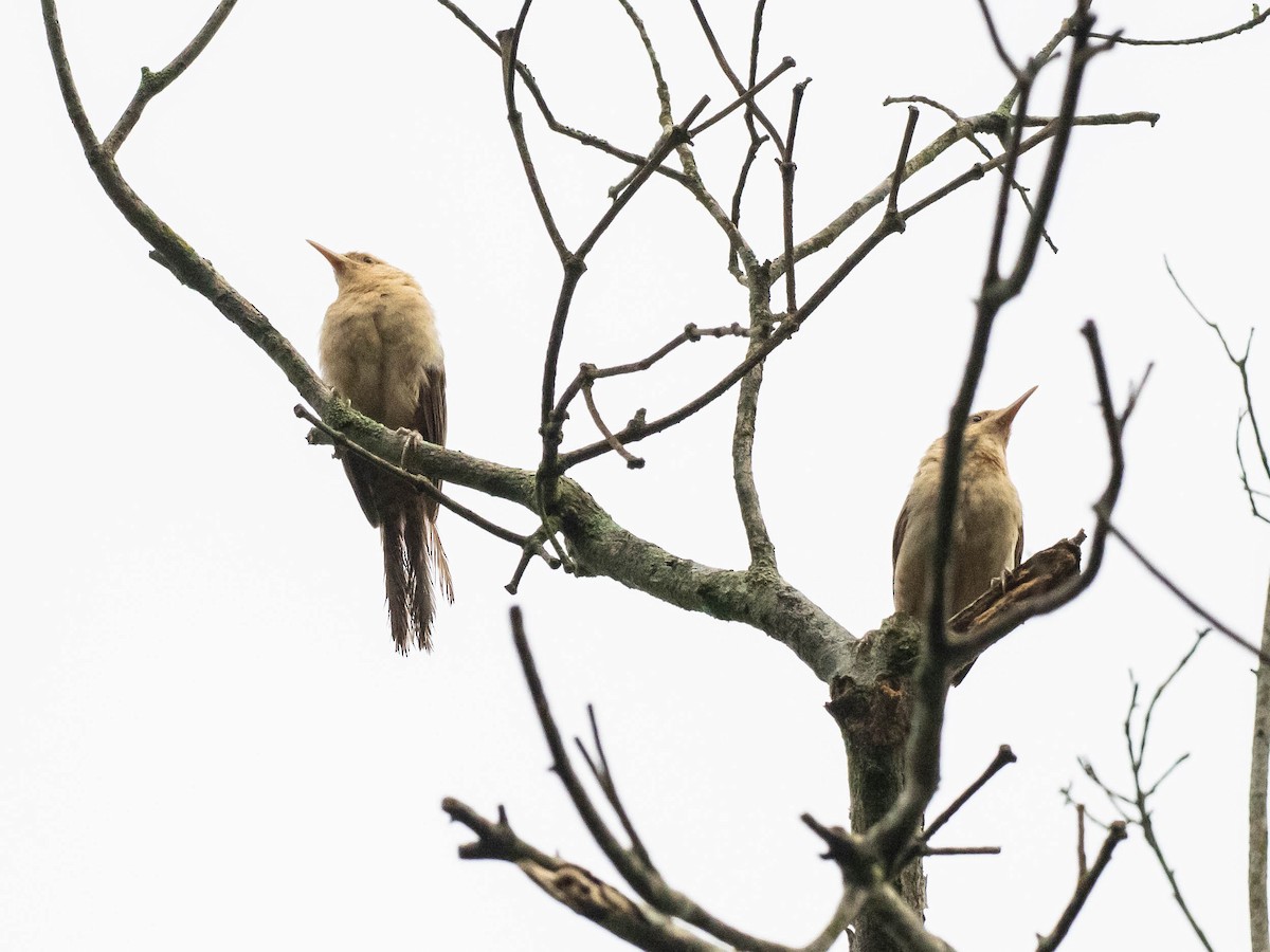 Thrush-like Wren - ML646215860