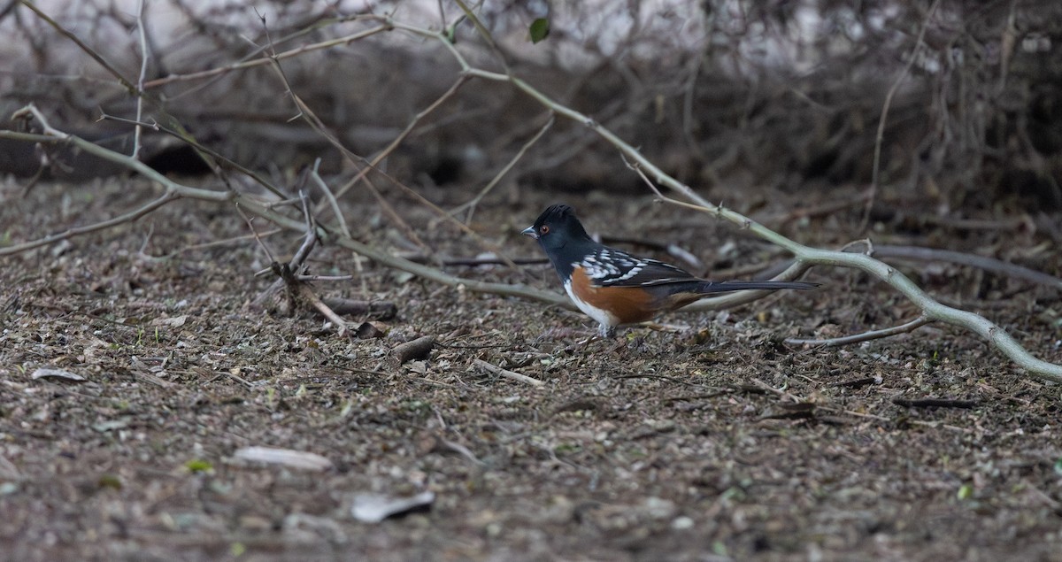 Tohi tacheté - ML646215867