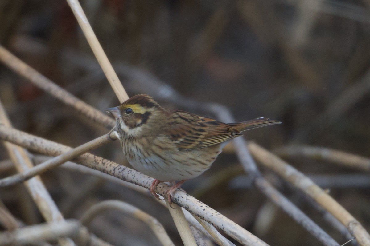 Yellow-browed Bunting - ML646215870