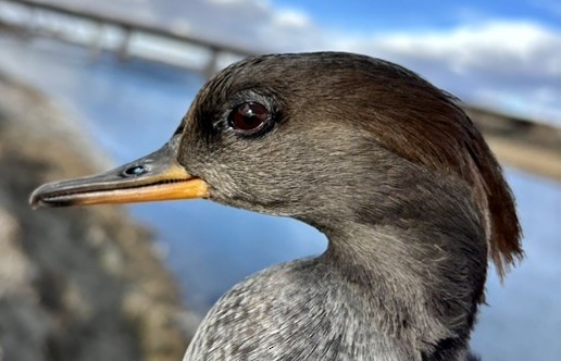 Hooded Merganser - ML646215872