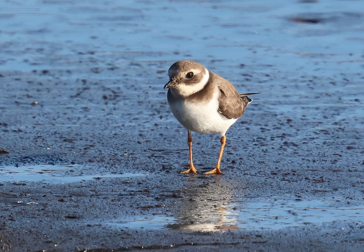 Common Ringed Plover - ML646215877